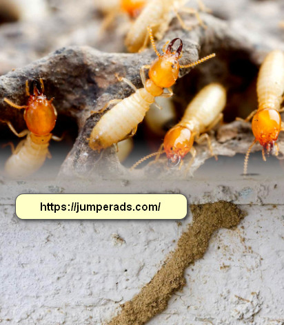 شركة مكافحة حشرات بالدمام