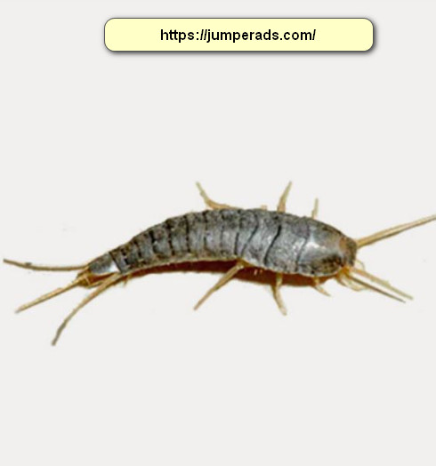 شركة مكافحة حشرات بجدة